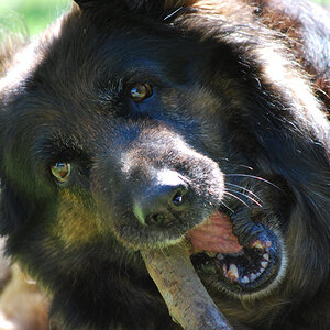 Schäferhund