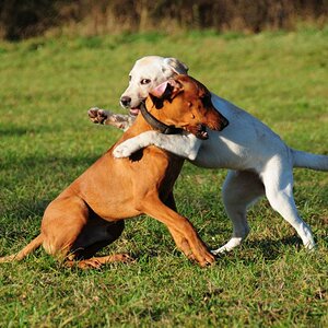 Hunde