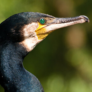 Kormoran