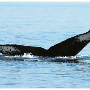 Whale