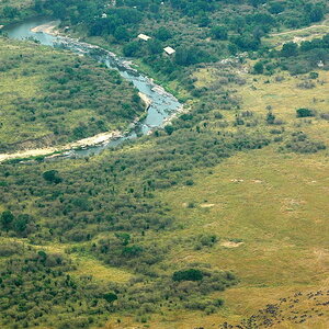 Mara River ( Migration )