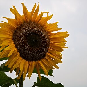 Sonnenblumen www (1)