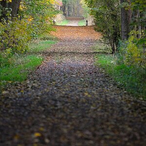 Waldweg im Herbst