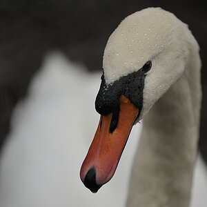 DSC1257n nff