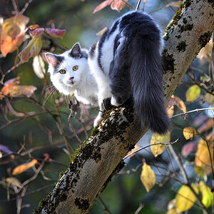 20091106 092647a kater bully