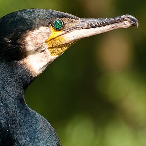 Kormoran links und oben beschnitten
