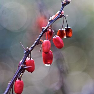 berries of autumn

MICRO NIKKOR 60mm/2.8G ED
