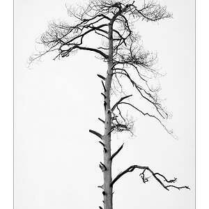 Baum SW