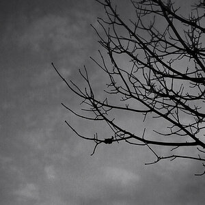 grau