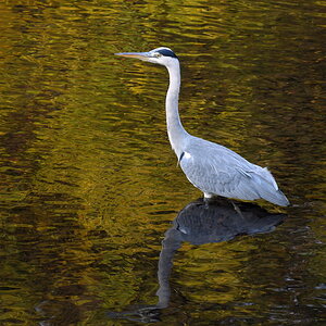 Reiher