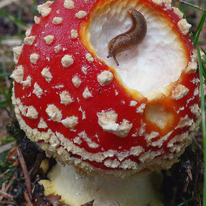 Pilze Okt 09 024 250