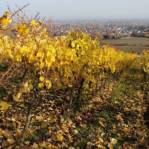 DSC 3336 Blick auf Deidesheim