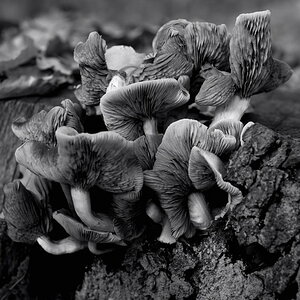 DSC pilz4