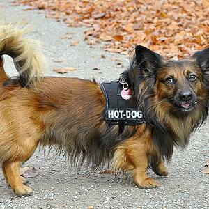 hotdog1
