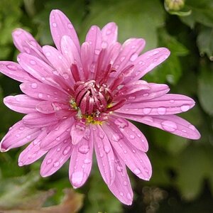 Blume 2009 0210002