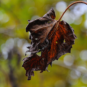 Herbst Blatt12