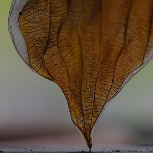 Herbst Blatt13