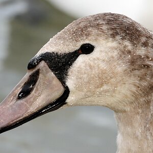 Junger Schwan