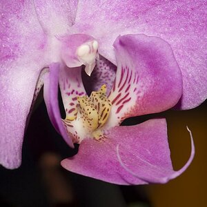 Orchideen Detail 1k