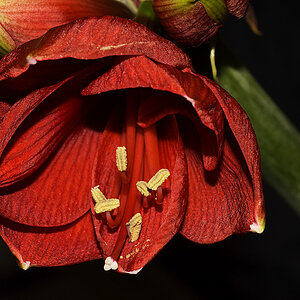 Neue Blume 1k