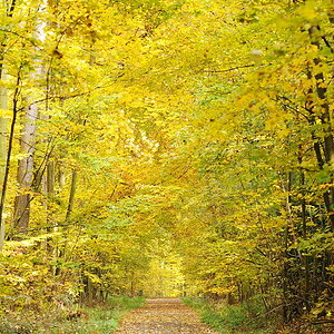 Herbstwald