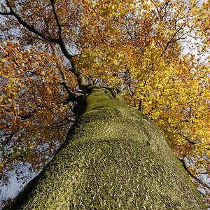 Herbst