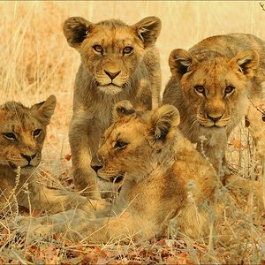 comp Namibia 09 23543