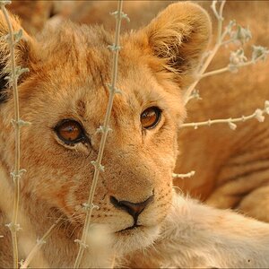 comp Namibia 09 25172