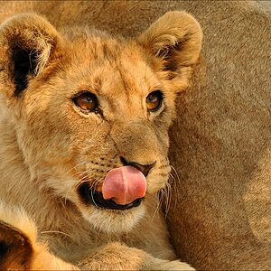comp Namibia 09 25269a