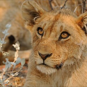 comp Namibia 09 26045