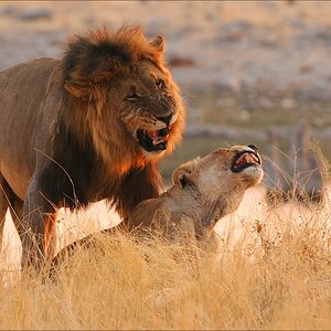 comp Namibia 09 27678