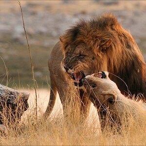 comp Namibia 09 27705a