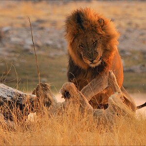 comp Namibia 09 27836a