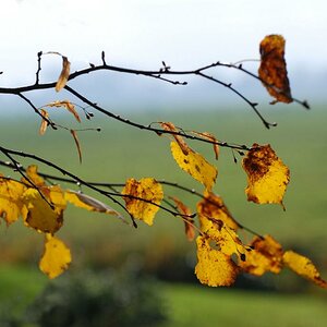 Herbst