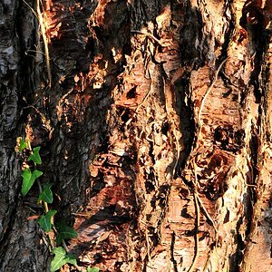betula nigra w3