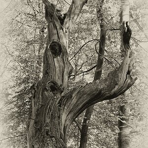 Holz 02