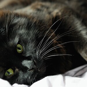 Enzo im Bett