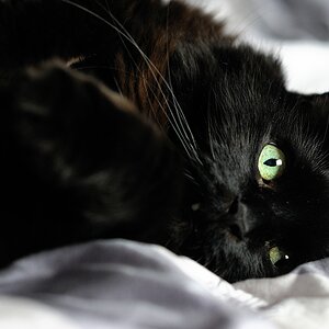 Enzo im Bett2