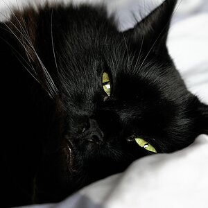 Enzo im Bett3