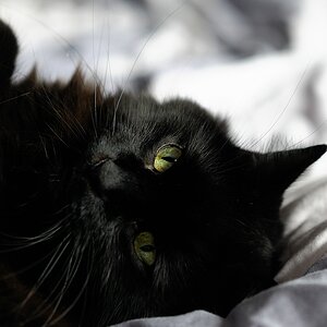 Enzo im Bett4