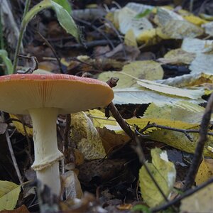 2009 10 31 Fliegenpilz