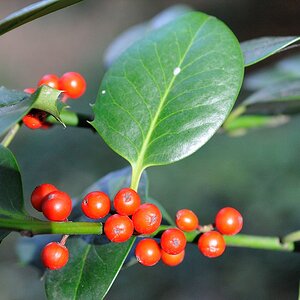 Beeren2