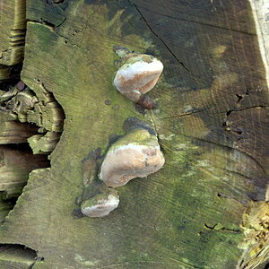 Baumpilze