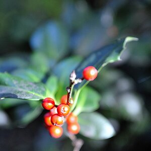Beeren