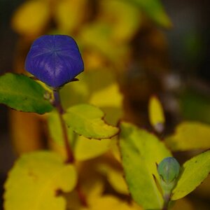 Herbst 2009 1
