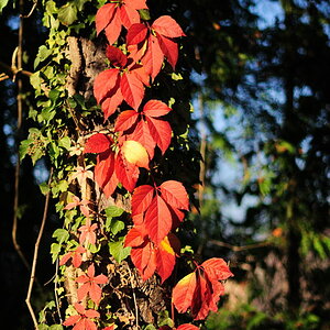 rote blätter