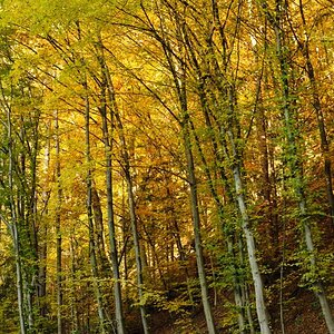 herbst1 hoch