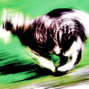 RunningCat01