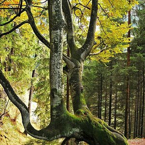 Baum2