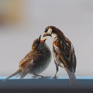Hunger!